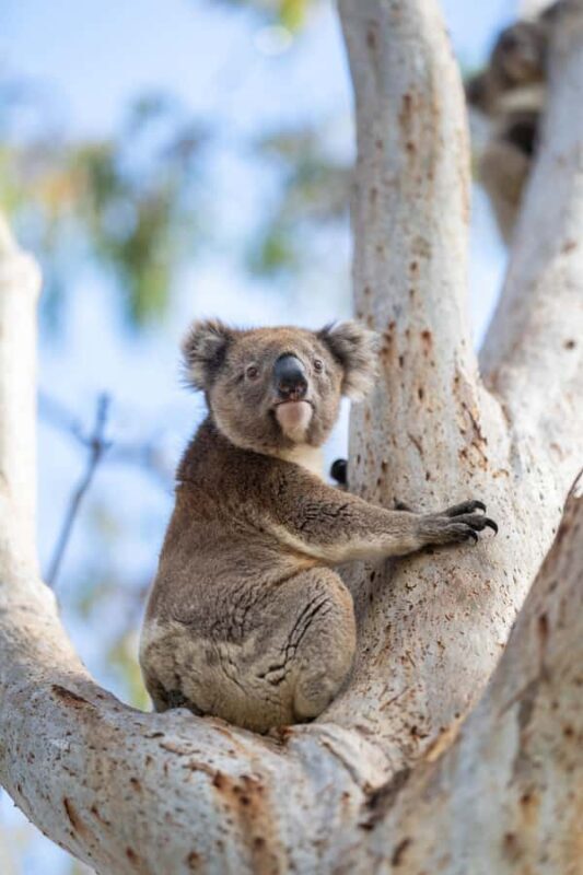 Port Lincoln Mikkira Station Wild Koala Safari Tour - Additional Considerations
