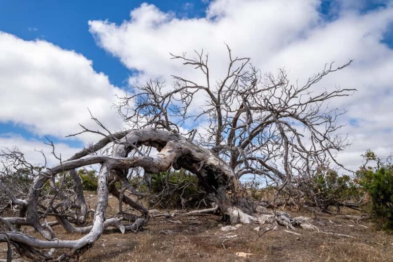 Port Lincoln Mikkira Station Wild Koala Safari Tour - FAQ