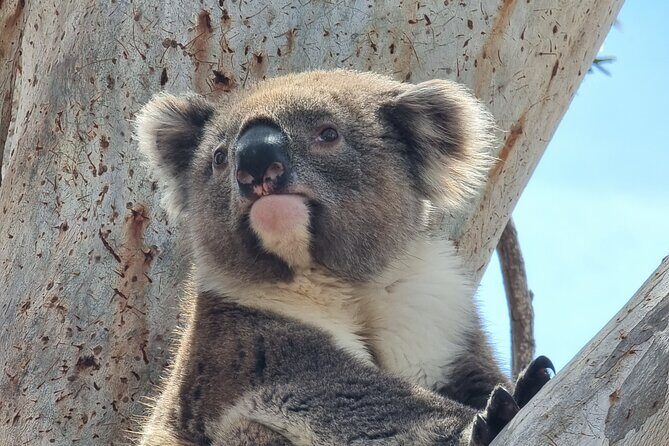 Port Lincoln Mikkira Station Wild Koala Safari Tour - Good To Know