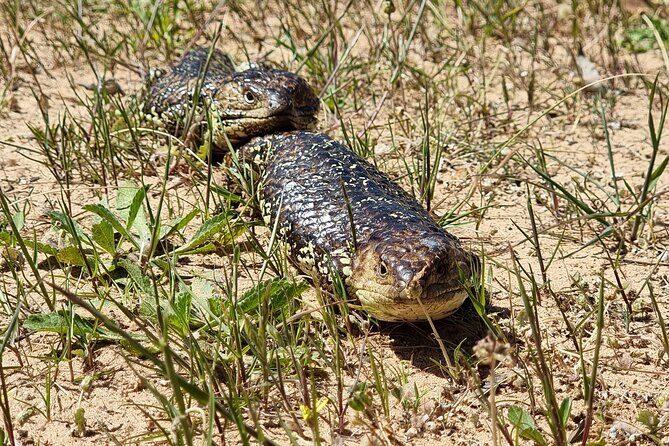 Port Lincoln Mikkira Station Wild Koala Safari Tour - Final Thoughts: Is This Tour Worth It?