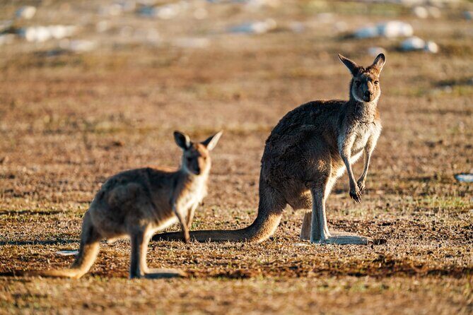 Port Lincoln National Park Half day Tour - Whats Included and Whats Not