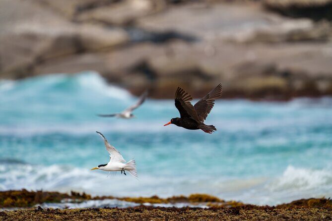 Port Lincoln National Park Half day Tour - Practical Details for Travelers