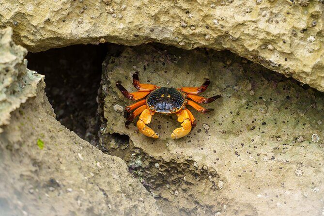 Port Lincoln National Park Half day Tour - Why This Tour Is Worth Considering