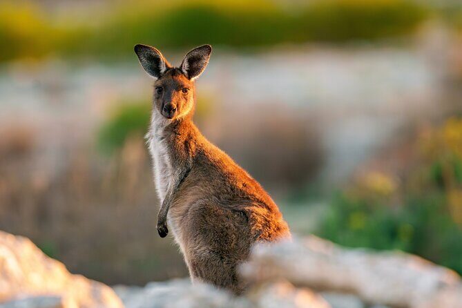 Port Lincoln National Park Half day Tour - Frequently Asked Questions