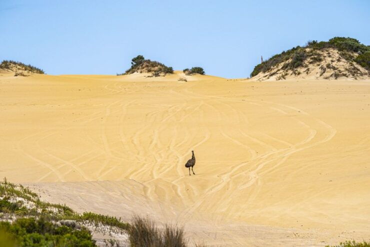 Port Lincoln: Wildlife and Sightseeing Full-Day 4WD Tour - Tour Overview