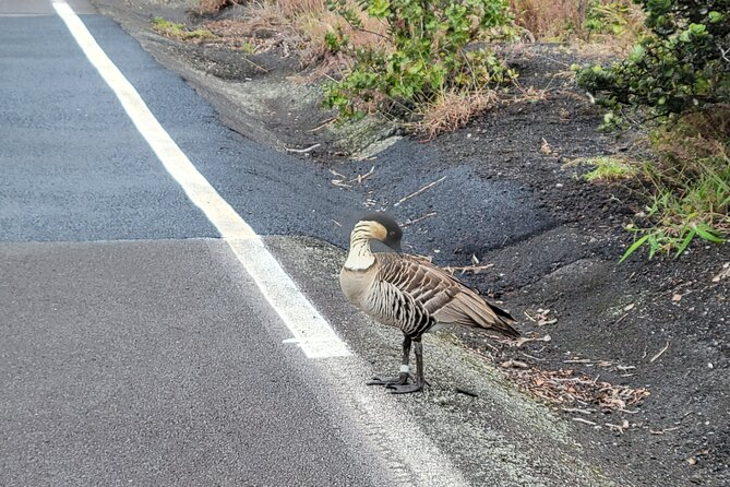 Port of Hilo to Volcano Tour - Transportation Details