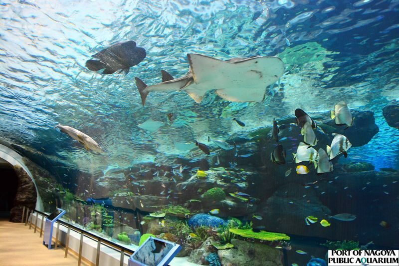 Port of Nagoya Public Aquarium Ticket - Explore the South Building at a slower pace