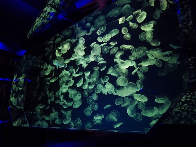 Port of Nagoya Public Aquarium Ticket - What the ticket costs, and what it does not cover