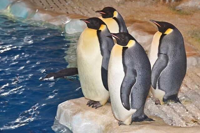 Port of Nagoya Public Aquarium Ticket - Practical details for a smoother visit