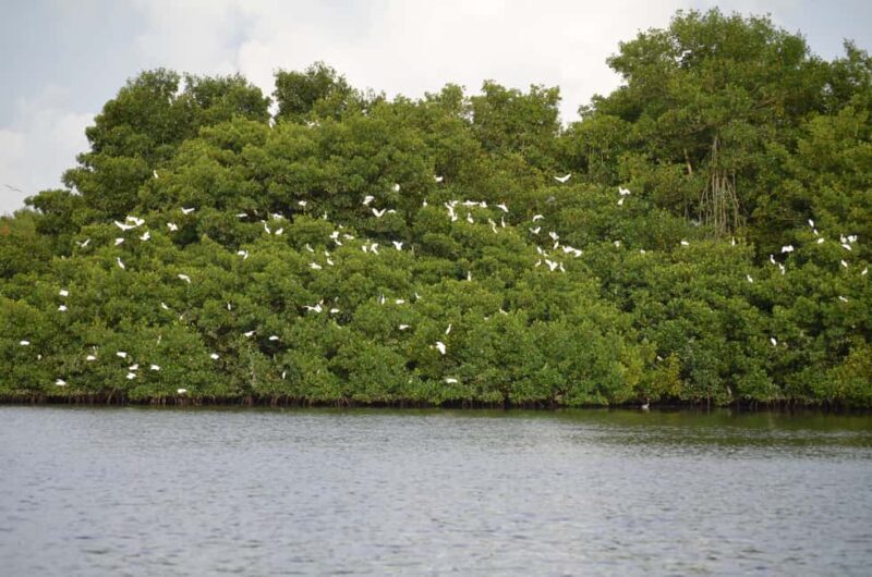 Port of Spain: Caroni Bird Sanctuary by Boat - Good To Know
