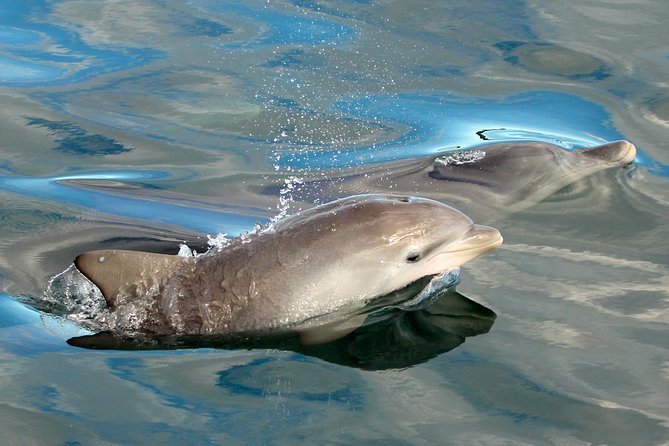 Port Stephens 3 Hour Whale and Dolphin Watch Cruise - Common Questions