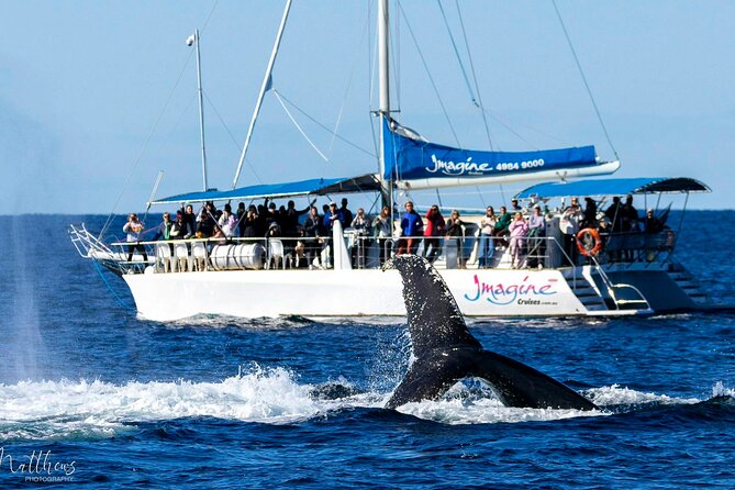 Port Stephens 3 Hour Whale and Dolphin Watch Cruise - The Sum Up
