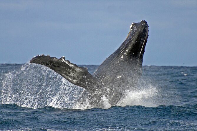Port Stephens Colourful Day Trip From Sydney With Whale Watching - The Sum Up