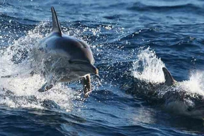 Port Stephens Day Tour With Dolphin Cruise, 4WDtour, Sandboarding - Expert Tour Guide