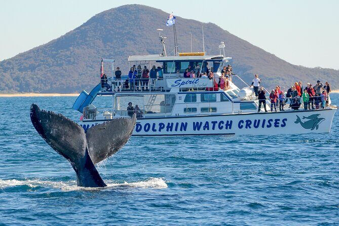 Port Stephens, departing Newcastle - Whales, hike & sand dunes! - Good To Know