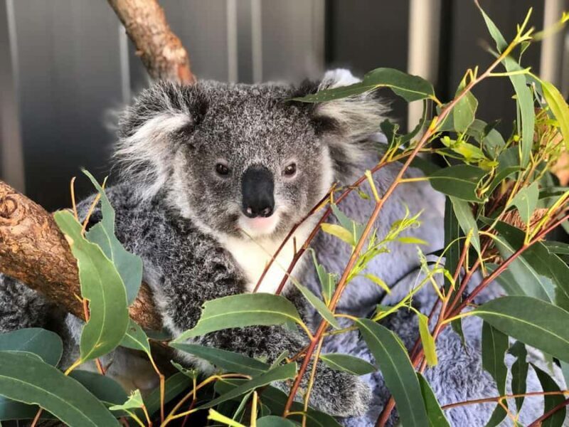 Port Stephens: Dolphin Cruise, Lunch, Koalas & Sandboarding - Dolphin Cruise: Playful Marine Life on the Waters of Port Stephens