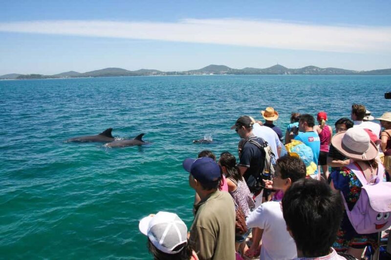 Port Stephens: Dolphin Cruise, Lunch, Koalas & Sandboarding - Koala Sanctuary: Conservation in Action