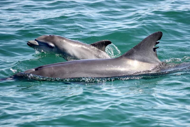 Port Stephens: Dolphin Discovery Cruise - Good To Know