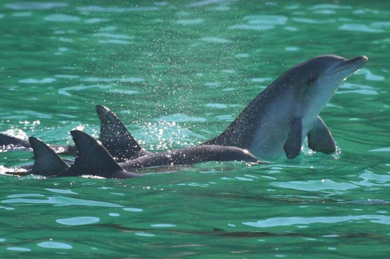 Port Stephens: Dolphin Discovery Cruise - The Experience for Different Travelers
