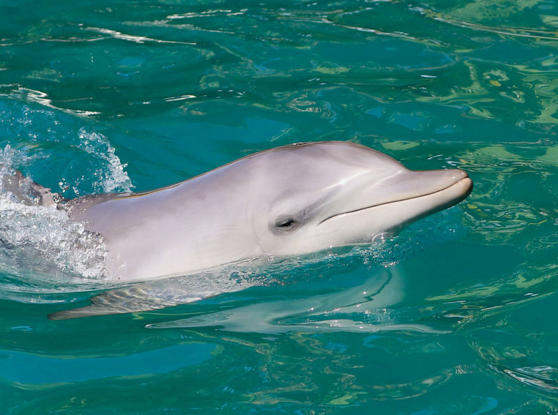 Port Stephens: Dolphin Discovery Cruise - What to know before you go