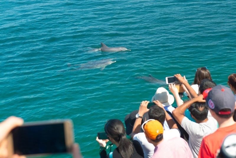 Port Stephens: Dolphin Discovery Cruise - The boom net: the playful extra