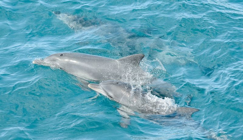 Port Stephens: Dolphin Discovery Cruise - Commentary, snacks and comfort on board