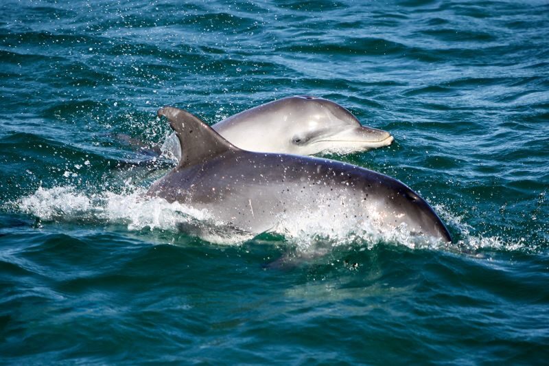 Port Stephens: Dolphin Discovery Cruise - Who should book this cruise?