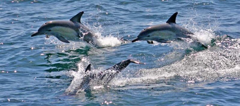 Port Stephens: Dolphin, Lunch, Koalas&Sandboarding -Mandarin - Good To Know