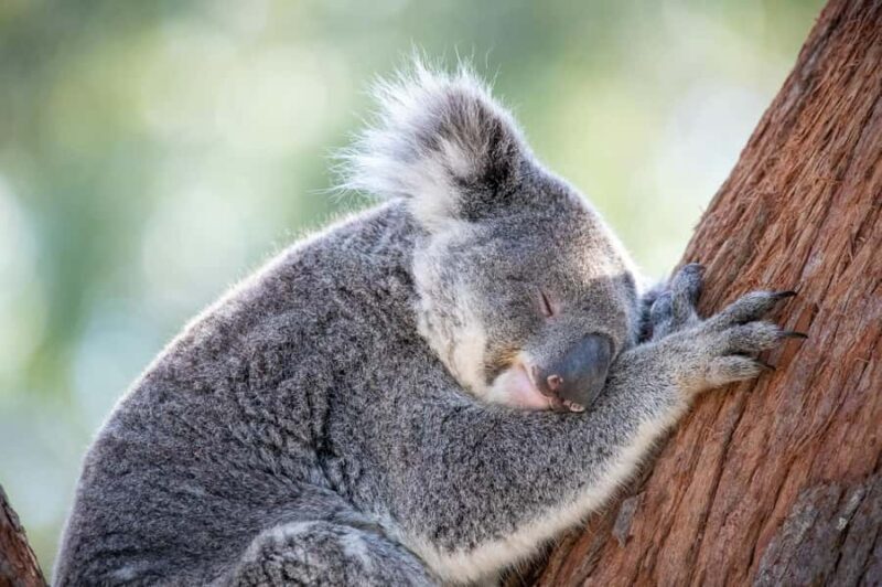 Port Stephens: Koala Sanctuary General Admission Ticket - Final Thoughts