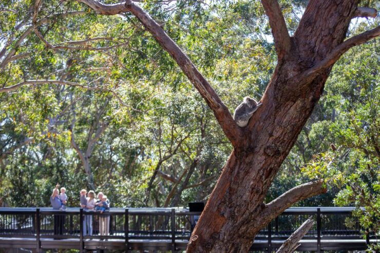 Port Stephens: Koala Sanctuary General Admission Ticket - Ticket Details