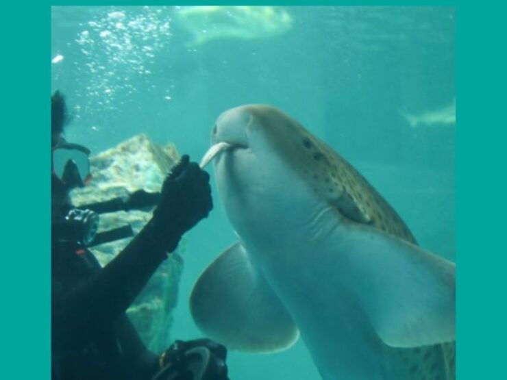 Port Stephens - Shark Cage, Dive and Feed - Booking Information