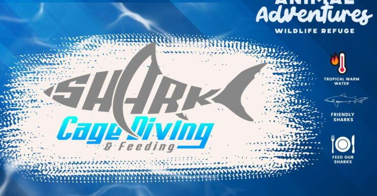 Port Stephens - Shark Cage, Dive and Feed - Experience Details