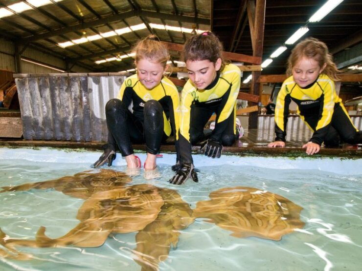 Port Stephens: Shark, Ray and All Creatures Rescue Ticket - Experience Highlights