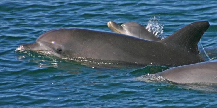 Port Stephens Small Group Dolphins & Dunes Combo - Experience Highlights