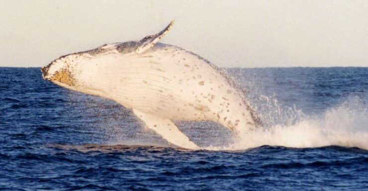 Port Stephens Small Group Whales & Dunes Combo - Activity Details