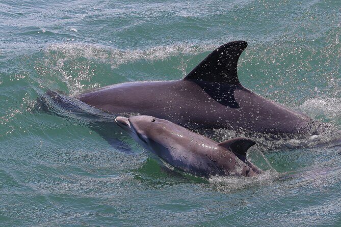 Port Stephens: Splash 'n' Slide Dolphin Cruise - An In-Depth Look at the Experience