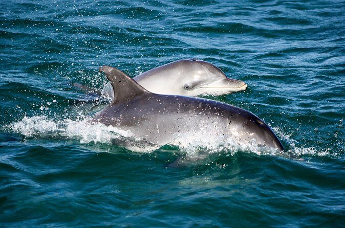 Port Stephens: Splash 'n' Slide Dolphin Cruise - Frequently Asked Questions