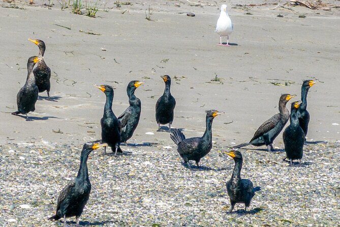 Port Townsend Wildlife Watching Cruise - An In-Depth Look at the Experience