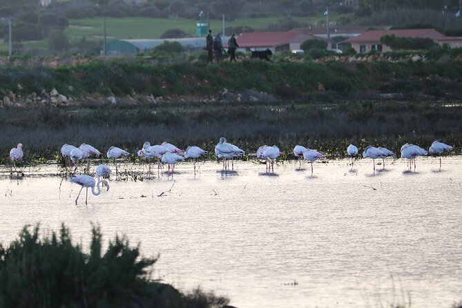 Portimão and Lagoa: Algarve Nature & Wildlife Tour in a VW T2 Van - Tour Highlights