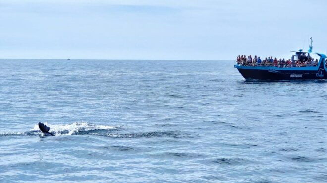 Portimão: Benagil Caves Dolphin Cruise With Marine Biologist - Full Description