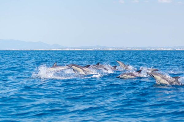 Portimão: Benagil Caves Dolphin Cruise With Marine Biologist - Common Questions