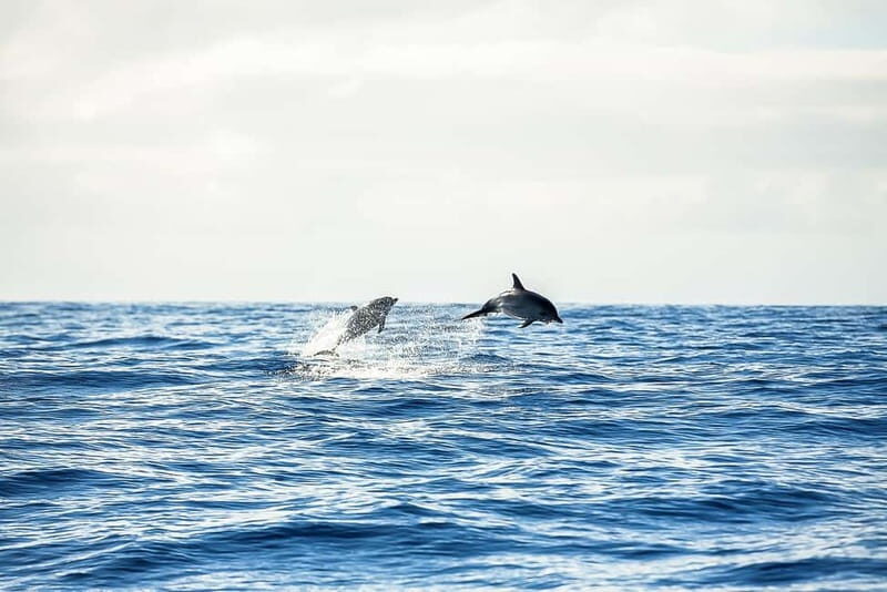 Portimão: Benagil Caves Speed Boat Tour with Sunset Option - Frequently Asked Questions