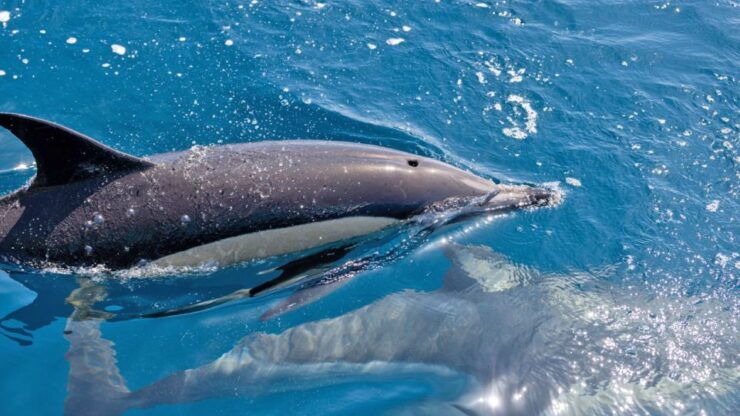 Portimão: Dolphin Watching Tour With Marine Biologist - Tour Highlights