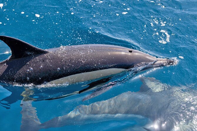 Portimão Dolphin Watching With Marine Biologist - Additional Info