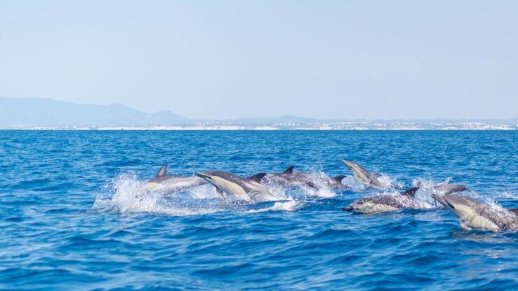 Portimão:Discover the Wonderful World of Dolphins & Seabirds - Activity Details