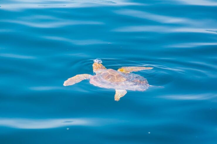 Portimão:Discover the Wonderful World of Dolphins & Seabirds - Highlights