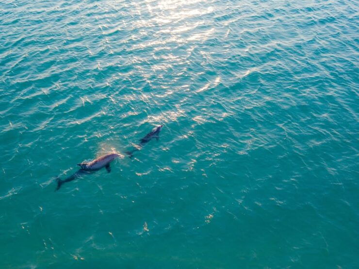 Portisco: Dolphin Watching Boat Tour - Good To Know