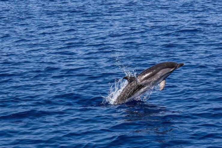 Portisco: Dolphin Watching Boat Tour - Itinerary Highlights