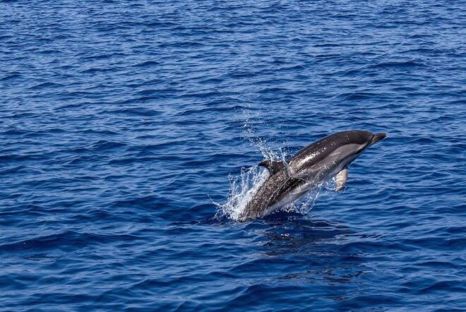 Portisco: Dolphin Watching Boat Tour - Inclusions