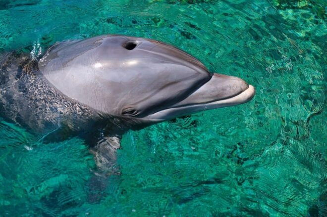 Portisco: Dolphin Watching Boat Tour - Meeting Point